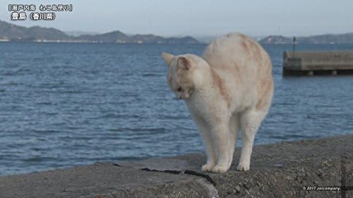 Amazon 瀬戸内海 ねこ島便り Dvd 映画