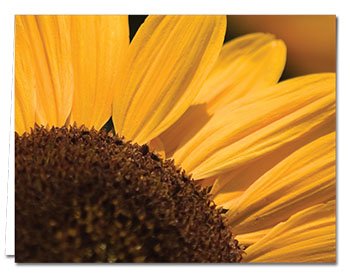 Note Card Cafe All Occasion Greeting Card Set With Envelopes | 72 Pack | Blank Inside, Glossy Finish | 6 Unique Flowersdesigns | Bulk Set For Greeting Cards, Occasions, Birthdays #TOP2