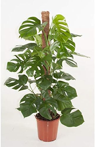 Vasgor 4 Pcs 12” Totem Pole Plant Supports - Coco Coir Poles Support Climbing Indoor Plants to Grow Upwards - Use Moss Poles Individually or Together Stick for Creepers (4)