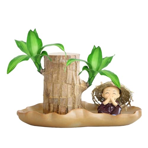 Madera brasileña - Planta de madera brasileña de la suerte | Planta de madera brasileña | Planta hidropónica de madera brasileña de la suerte | Planta de madera de la suerte que brota | Planta