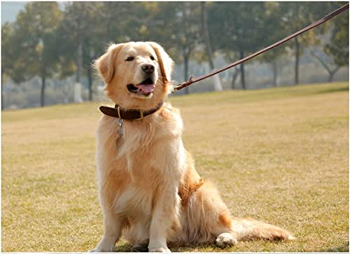 Guiding Star 6Ft Leather Dog Leash And Collar Set, Soft Braided Leather Dog Leash 6Ft With Adjustable Dog Collar, Heavy Duty Leather Dog Collar And Leash Set Combo For Small Medium Large Dogs #TOP5