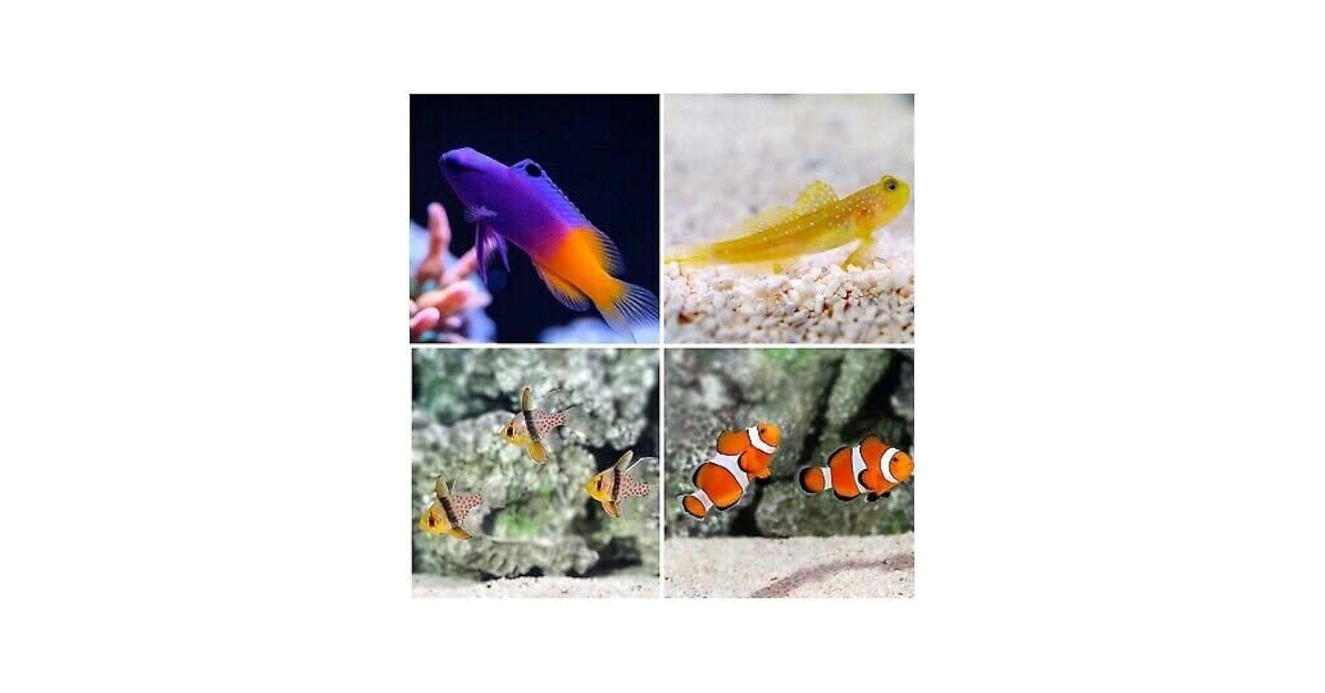 Amazon.com: Peces marinos X4 para principiantes - Acuario