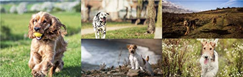 Skinners Field & Trial Salmon & Rice 15kg , Complete Dry Adult Working Dog Food, Gentle Digestion, Glossy Coat - Image 4