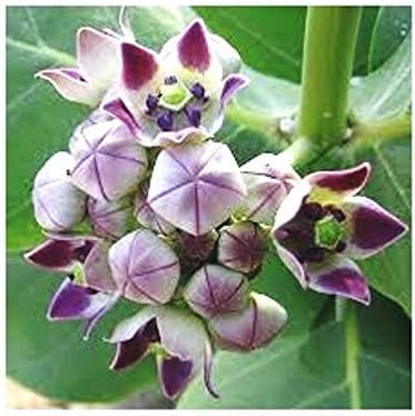 UGANIO Live Purple Aak/Madar/Calotropis gigantea Medicinal Plant With Pot