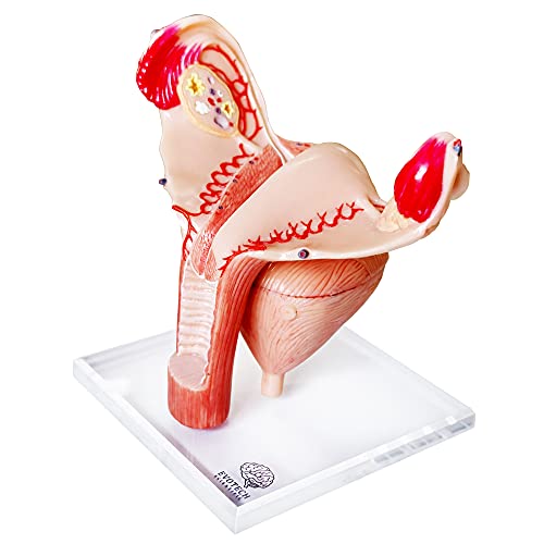 EVOTECH Human Uterus Ovary Urinary Bladder Model On Plexiglass Base