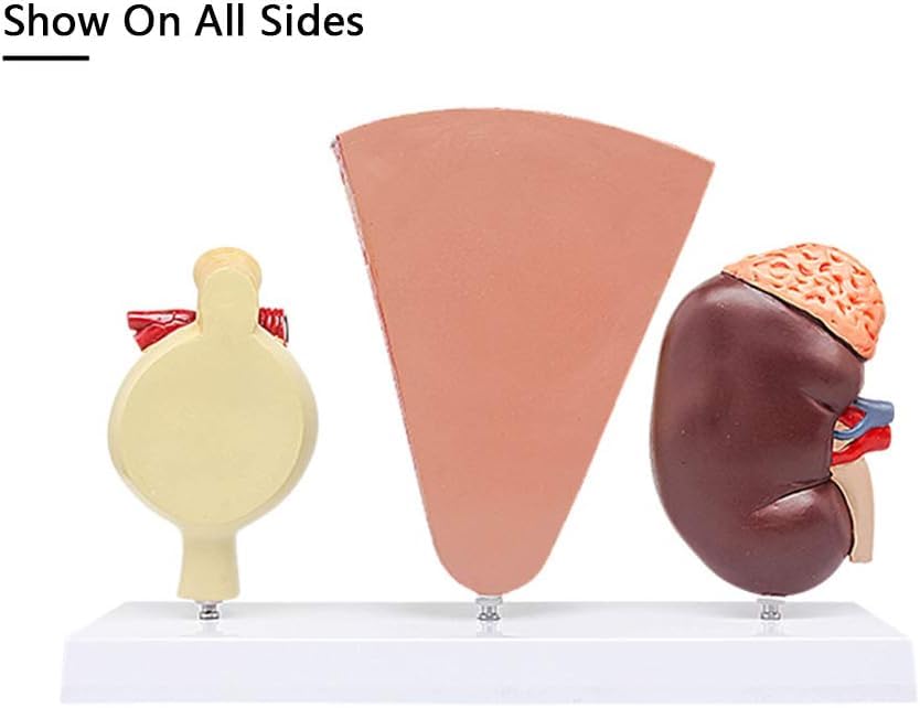 Anatomiczny Model Nerki - Model Anatomii Narządów Ludzkich Model Nerki Z Kłębuszkowym Układem Moczowym Nefron Model Medyczny Do Medycznej Pomocy Szkoleniowej