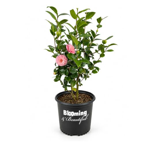 Blooming & Beautiful Pink Perfection Camellia 3 Gallon