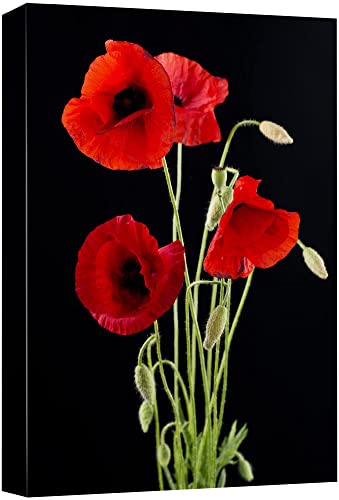 Canvas Prints Wall Art - Red Poppy Flowers Against Black Background Wall Decor/Home Art Stretched Gallery Wraps Giclee Print & Wood Framed. Ready to Hang - 16" x 24"