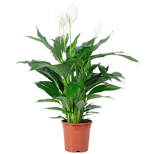Einblatt - echte Zimmerpflanze, Spathiphyllum Lauretta - Höhe ca. 90 cm, Topf-Ø 19 cm