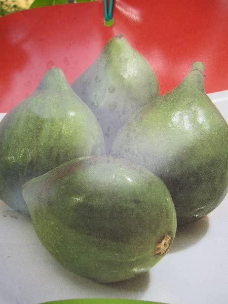 Italienische Feige Verdino - Ficus carica - Fico - Hochstamm 90