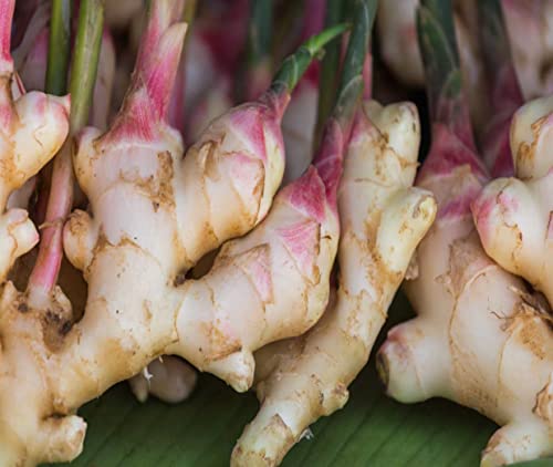 Organic Fresh Ginger Roots Snow Hill Himalayan Ginger Roots - Product of Mt. Everest Country, Nepal | If Need Fresh Batch, Choose Seller Ship - We Ship Same Day (2, Pounds)
