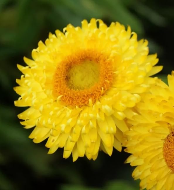 1 Pack of 900 SEEEDS Strawflowwer Helichrysum bracteatum Golden Yellow