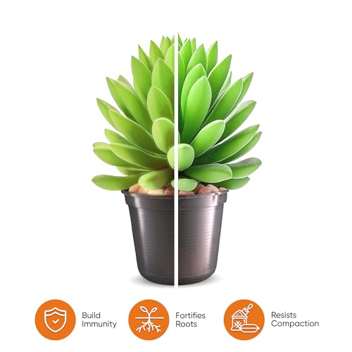 Molly's Succulent Mix - Premium Gritty Soilless Potting Mix for Succulents, Cactus and Bonsai - Contains Akadama, Hyuga, Bark Fines, Pumice, Lava Rock, Mycorrhizae 5 Dry Quarts