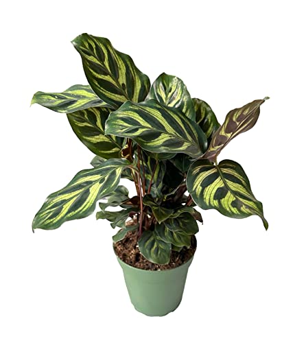 Peacock Plant, Calathea, Calathea makoyana, Live, Easy to Grow and Low Maintenance Houseplant in 4 inch Pot, Green Thumbs up for Plant Lover - Hopewind Plants Shop