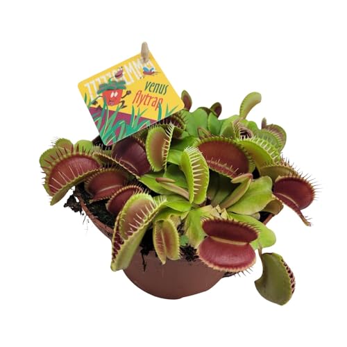 Dionaea Muscipula - 12cm - Ø12cm - Plante d'intérieur - Vert persistant