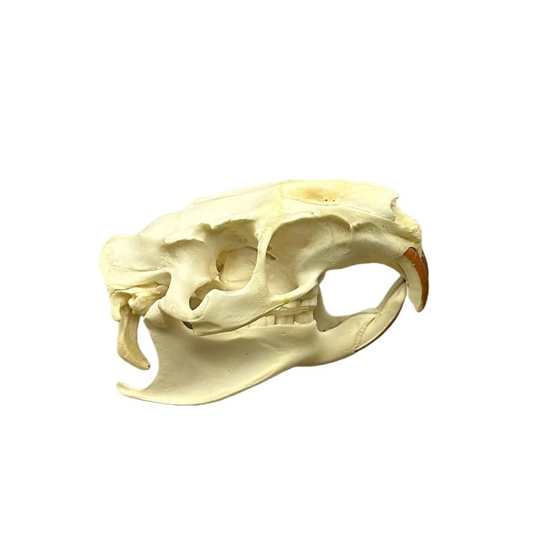 Taxidermy Real Animals Coypu Skulls, Real Bones Specimen, Taxidermy Supplies for Science Education, Special Gift (1Pcs Coypu Skull)
