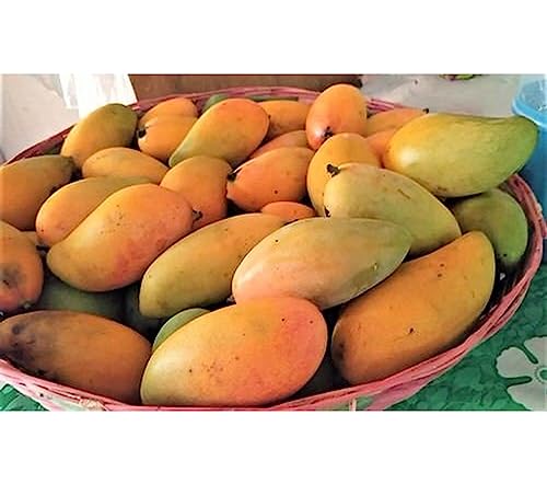 Image of Pico Padero Mango Plant Grafted 2-3 Feet Live Fruit Tree