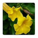 Bush Allamanda schottii, Live Shrub Plant, Yellow Trumpet Bell Flower
