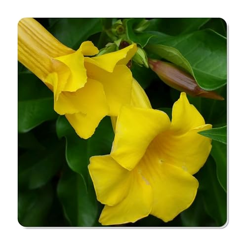 Bush Allamanda schottii