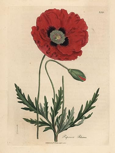 Toile coquelicot rouge Papaver Rhoeas pour décorer votre salon chaleureux