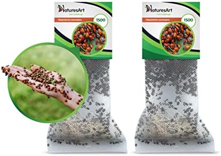 3000 Stay Ladybugs – Good Bugs for Backyard – Ladybug – Assured Stay Supply!
