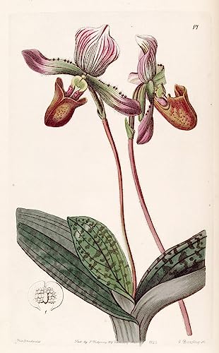 Peinture murale Paphiopedilum Barbatum pour une décoration de salon zen