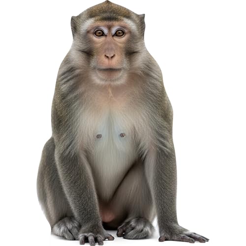 Image of Monkey 4FT Life Size Cardboard Cutout, Fun Animal Standup, 1 PC | Fun Animal Standup Cardboard Cutout for Events, Party Decorations, Birthday Parties, Photo Shoots, Home & Office Decor.