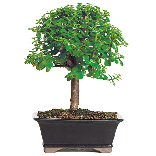Brussel's Bonsai - Live Dwarf Jade Bonsai Tree in a Grower Bonsai Pot, Indoor Succulent Houseplant, 4 Years Old, 8-12 Inches Tall, Easy Care Plant for Home or Office (Medium, Green)