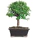 Brussel's Dwarf Jade Bonsai - Medium - (Indoor)