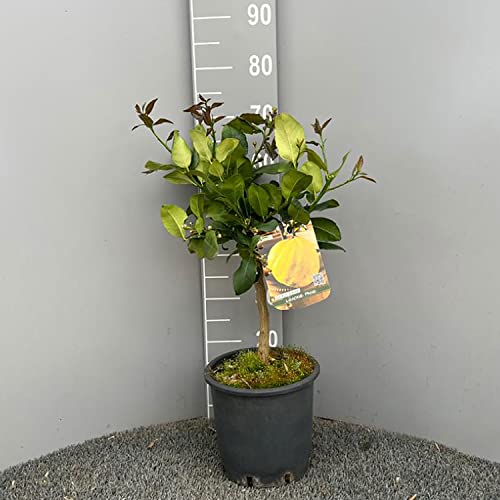 SAVINI VIVAI Pianta di Limone Albero Agrumi Limone Pane in Vaso da 20 cm Altezza 70 cm 2-3 Anni di innesto Made Italy