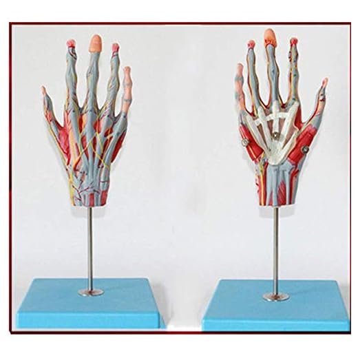 FACAIA Hand anatomisk modell med neurovaskulär muskel anatomisk modell arm artär punktering och intramuskulär injektion övningsmodell för skolan