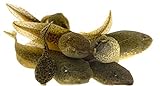 Toledo Goldfish Bullfrog Tadpoles-Pollywogs for Ponds, Aquariums or Tanks – USA Born and Raised...