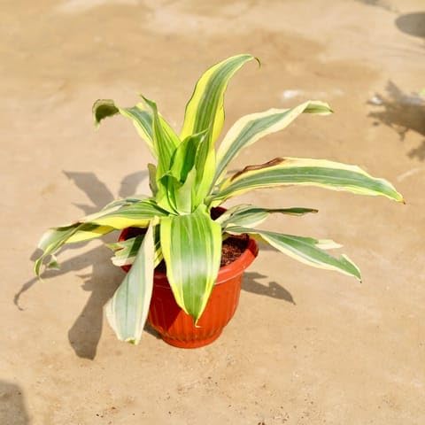Best Nursery Dracaena Darasingh/Victoria in 8 Inch Plant Terracotta Red Olive Plastic Pot-image-3