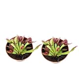 Plantas carnívoras naturales.