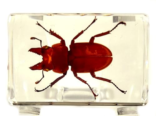 Image of 44mm Real Golden Stag Beetle in Crystal Clear Lucite Resin Specimen Preserved Insect Bugs Taxidermy Crafts Collection for Biology Science Education & Desk Ornament Display Supplies Small Paperweight