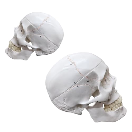 Image of an Upgraded Natural Large Skull Anatomy Model with Clear Numbers and Stitches for Medical Students Studying Human Anatomy