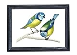 Din A4 Kunstdruck ungerahmt - Meise Blaumeise Pärchen 