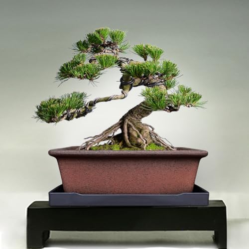 MUZHI Decorative Ceramic Bonsai Planter Pot 8.5 Inch with Tray, Breathable Unglazed Rectangle Terracotta Clay Pot for Tree Succulent Cactus Indoor Outdoor Red Brown by MUZHI - Image 6