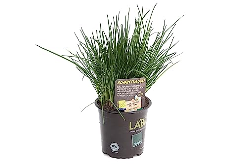 Cebollino Natural una Planta Versátil y Sabrosa para tus Creaciones Culinarias