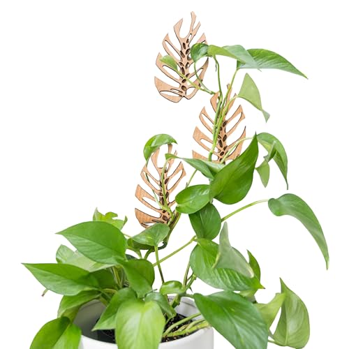 Treleaf Monstrella Wall Clips – Set of 3 Wooden Trellises for Indoor Climbing Plants – Self-Adhesive Plant Wall Fixtures to Create Green Walls – Perfect for Pothos & Vining Houseplants