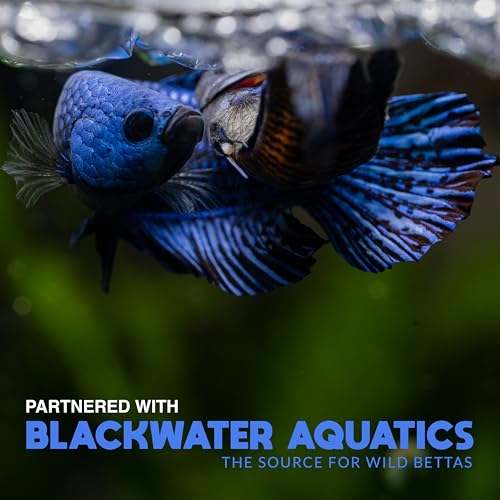 Image of BWAquatics Betta Fish Cave Hideout - Breeding Crib & Bubble Nest Tunnel for Wild Bettas - Aquarium Decor, Enrichment Toy & Fish Tank Accessories
