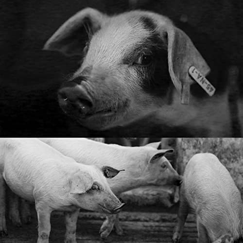 Artysan - Mini prosciutto di maiale | 1 kg circa |...