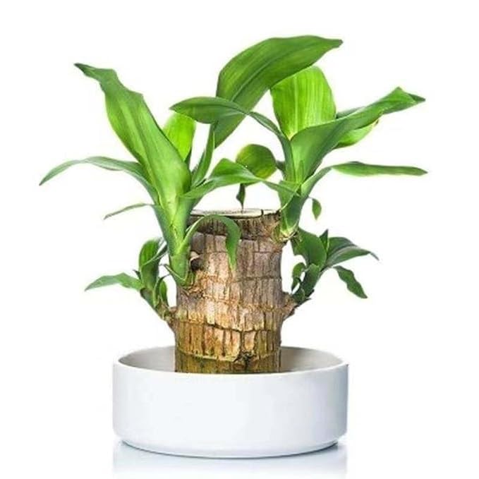 Amazon Brand - ROSEWELL TRADERS Lucky BrazilIyan Wood Potted Plant, Healthy Indoor Live Lucky Brazilian Wood Plant for Living Room, Feng Shui Plant(With out pot)(Pack of 1) (B0DGXWC52W) Amazon Price History, Amazon Price Tracker