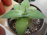 agave attenuata punte secche Succulente agave attenuata Fox Agave