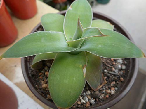 Succulente agave attenuata Fox Agave