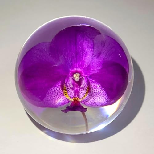 HQRP-Crystal 66mm Real Purple Orchid in Clear Lucite Resin Ball Anniversary Wedding Engagement Valentine October Birth Month Flower Display Decor Collection Herb Paperweight Keepsake