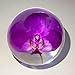 HQRP-Crystal 66mm Real Purple Orchid in Clear Lucite Resin Ball Anniversary Wedding Engagement Valentine October Birth Month Flower Display Decor Collection Herb Paperweight Keepsake