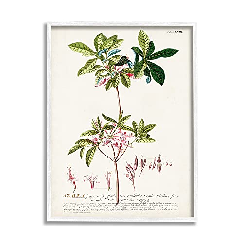Stupell Industries 'Botanical Plant Illustration Pink Flowers Vintage Design', Framed Giclee Art, White, 11 x 14 Inches, Easy to Hang and Sturdy, Made in USA, by Unknown Artist
