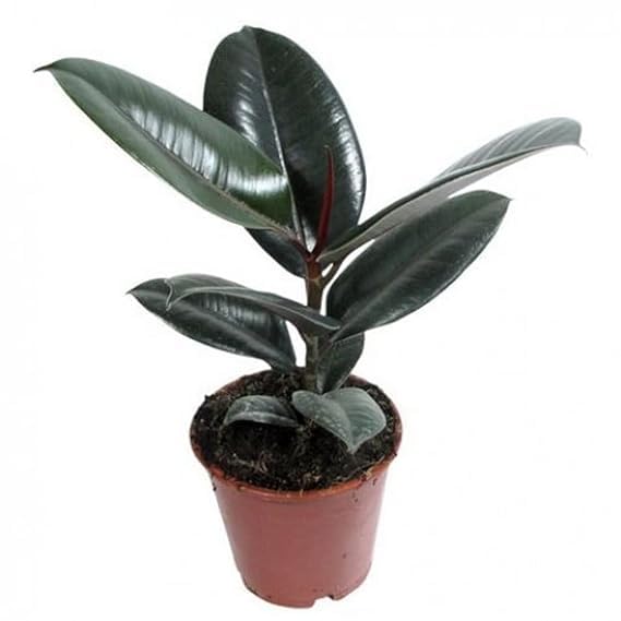 See full amazon price history chart for Greenursery Air Purifying Rubber Tree, Plant, Ficus Elastica - House, Indoor, Bedroom, Table Living Room, Office Decoration Gift (Healthy Live Plant) (Rubber Tree, Green) Greenursery Air Purifying Rubber Tree, Plant, Ficus Elastica - House, Indoor, Bedroom, Table Living Room, Office Decoration Gift (Healthy Live Plant) (Rubber Tree, Green) (B0CRH864Q1) Amazon Price History, Amazon Price Tracker