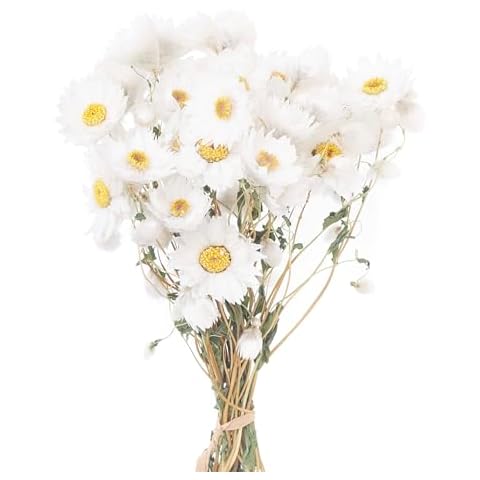 The Baked Studio Dried Flower Daisy Set Cover
